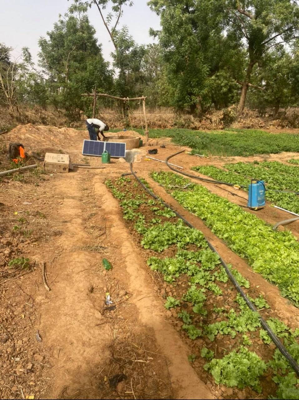Solar panel and pump at the head of a market garden, with drip lines running down the beds.